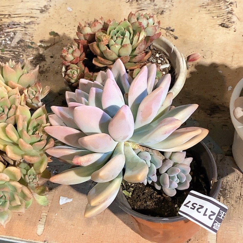 【闪购商品】奥普21257