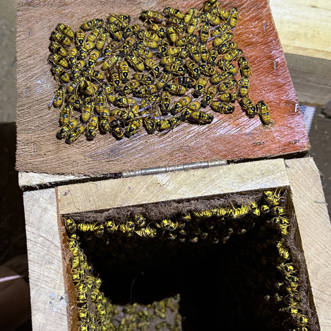 冬后杂交黑盾蜂王 质量保证快递过程包活