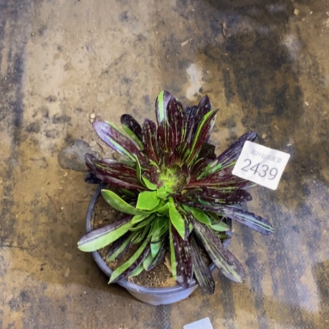 水墨丹青多肉2439