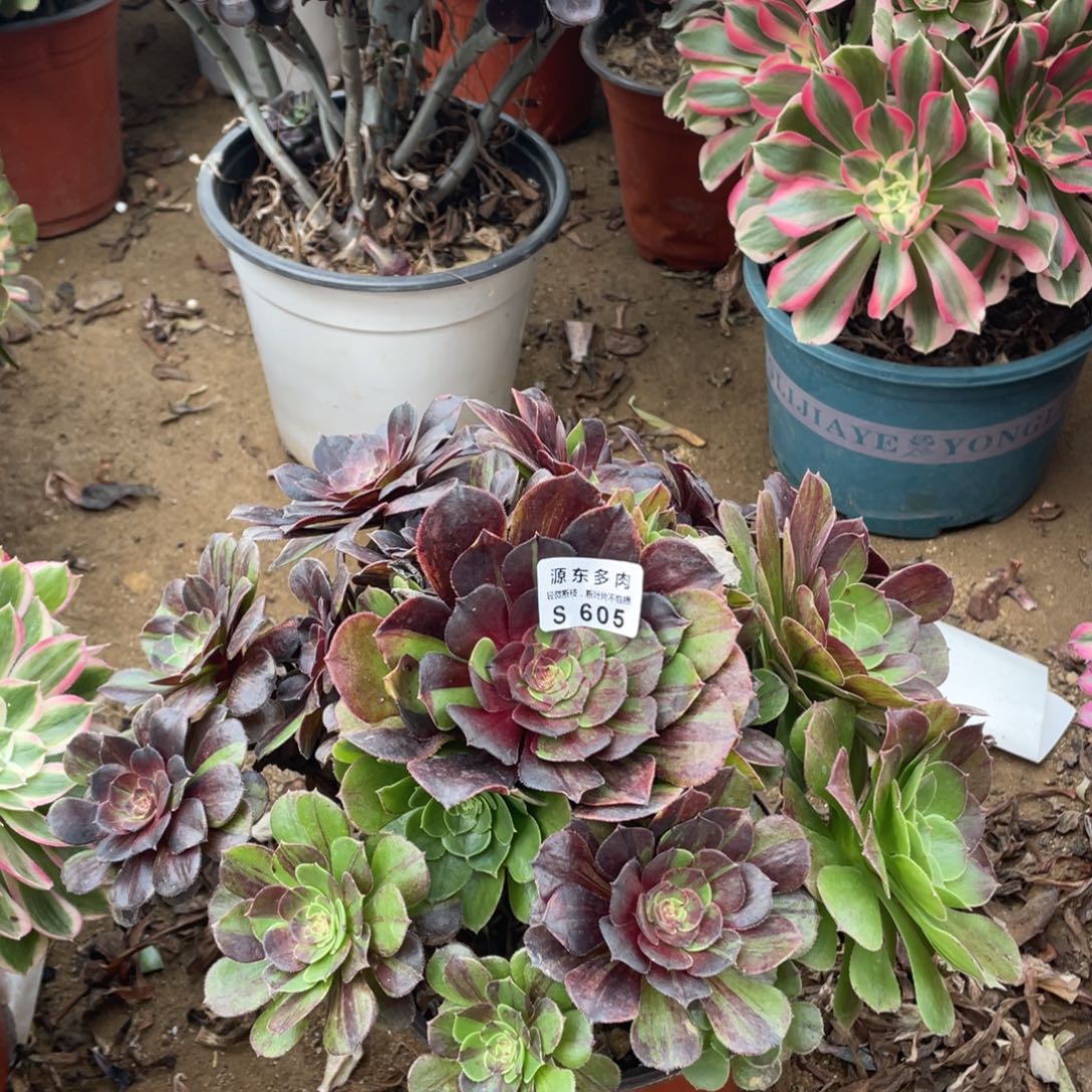 605花月夜多肉法师断枝不包