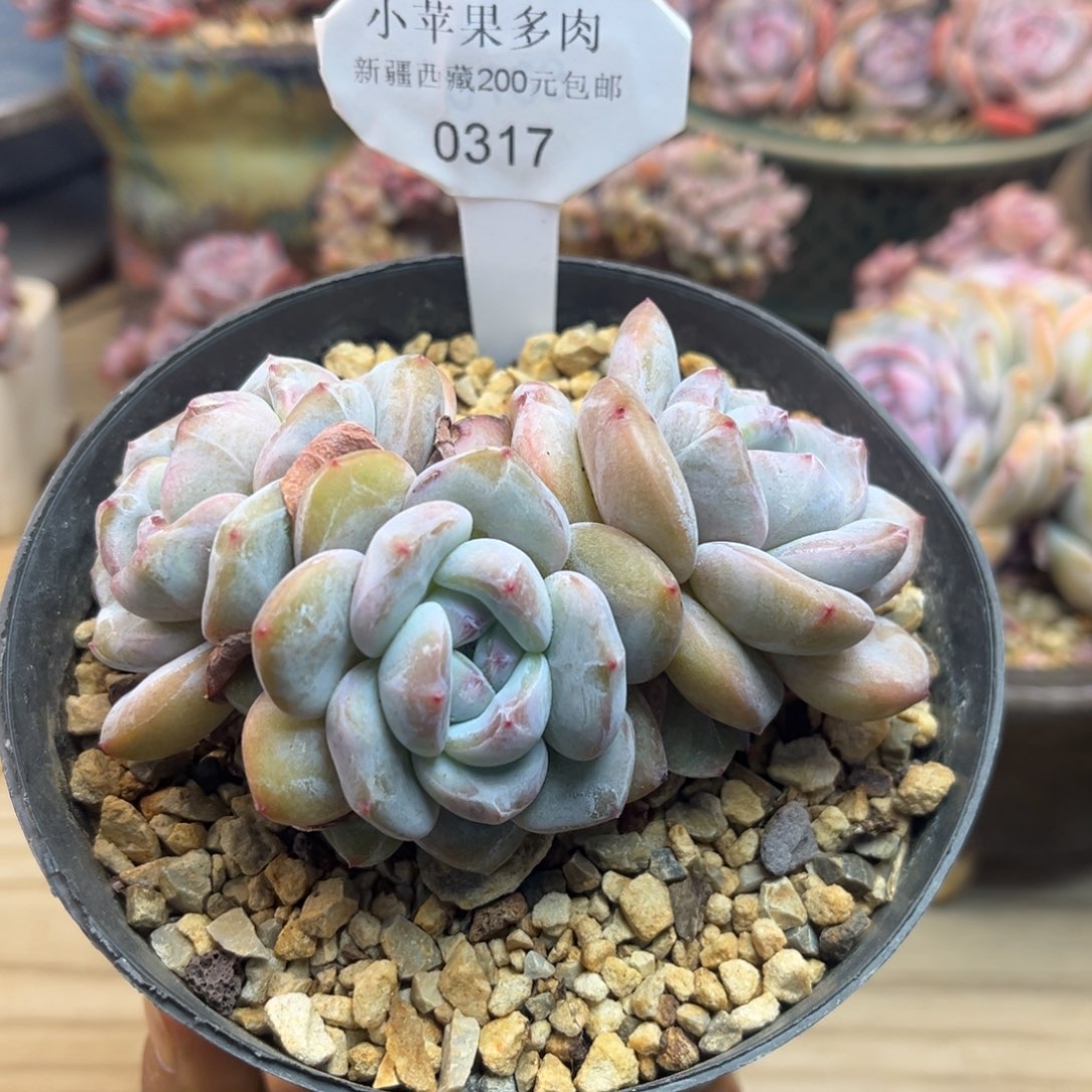 绿底紫心317/10cm3头