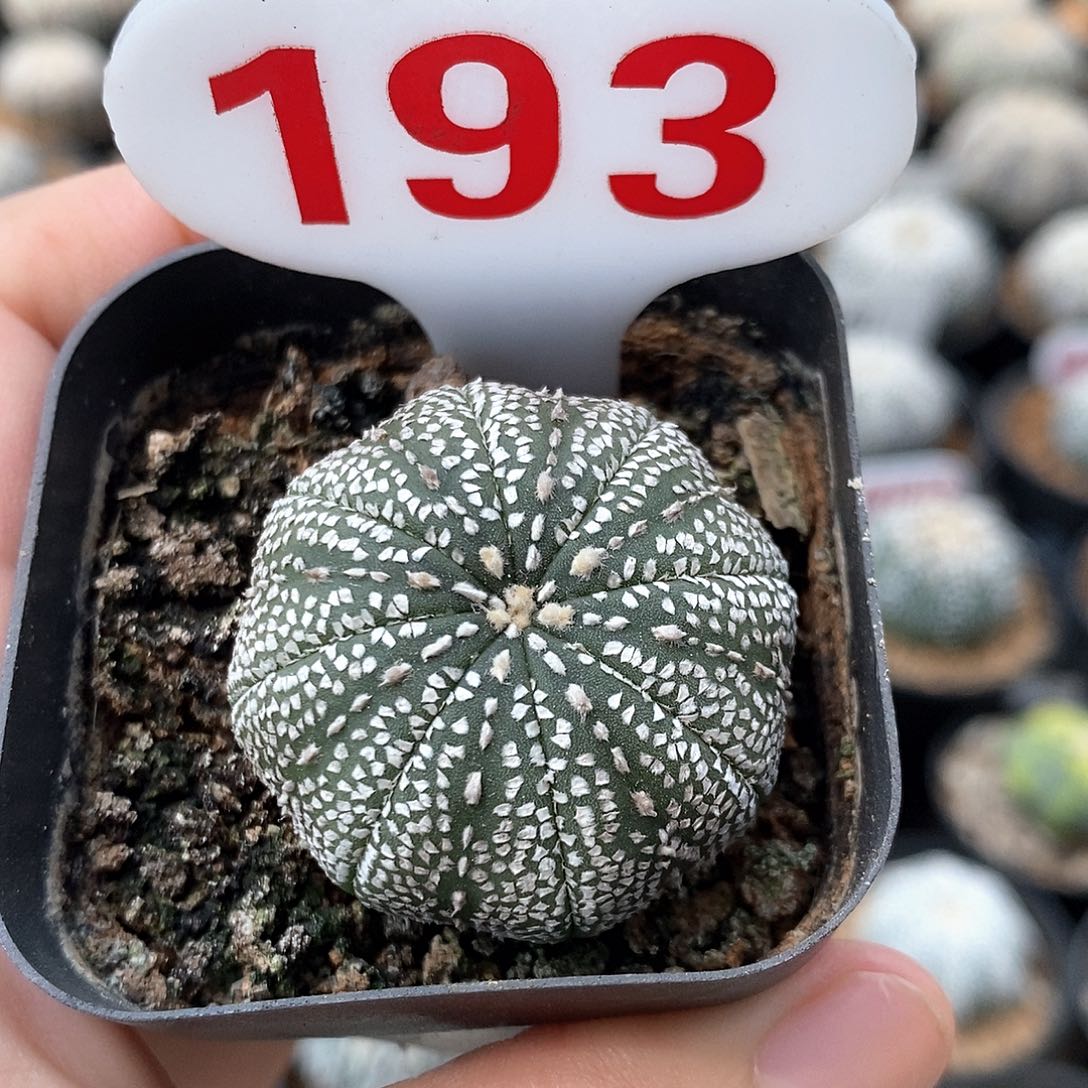 193奇迹兜系列的产品