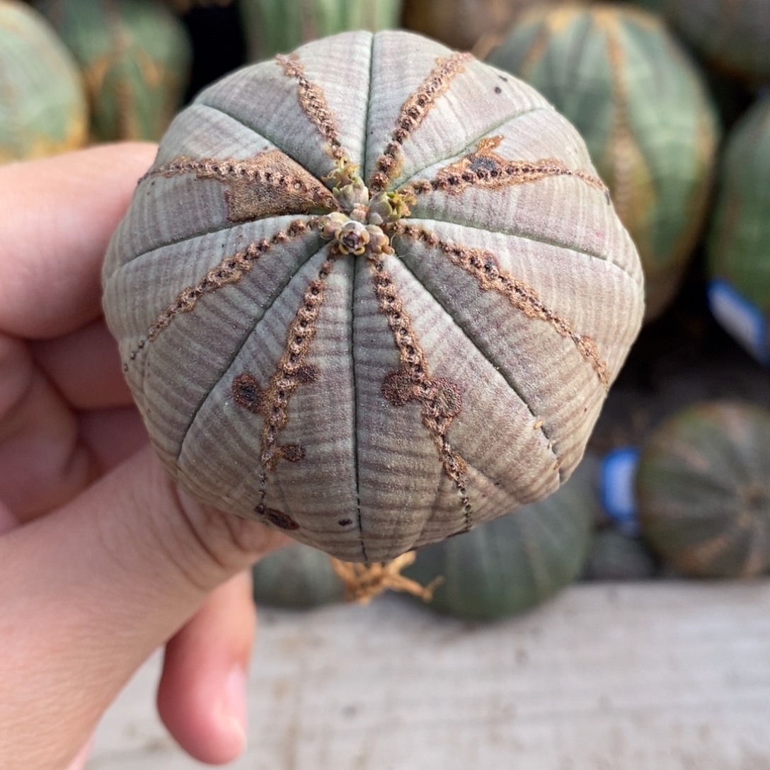 7 欧系实生布纹球多肉植物