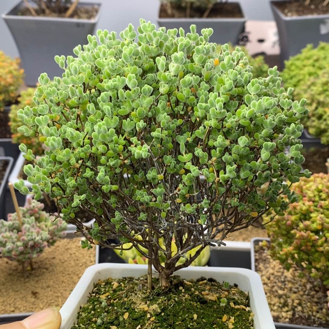 康**店726莱斯枝干番杏