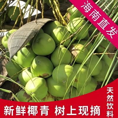 4个装中大果海南带皮椰青新鲜椰子孕妇水果青椰汁多海南现摘包邮