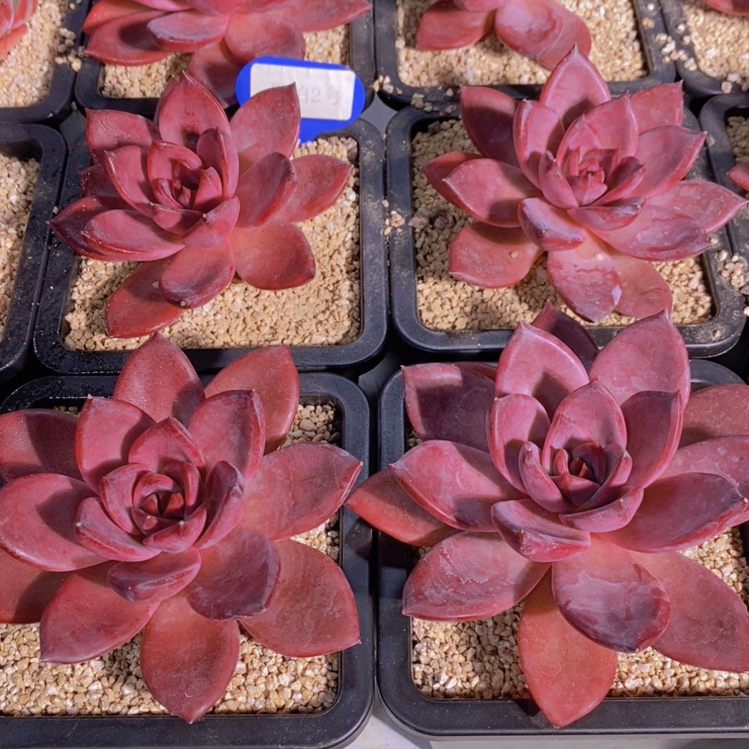 量拍2号 精品母本老桩红唐卡单头一个