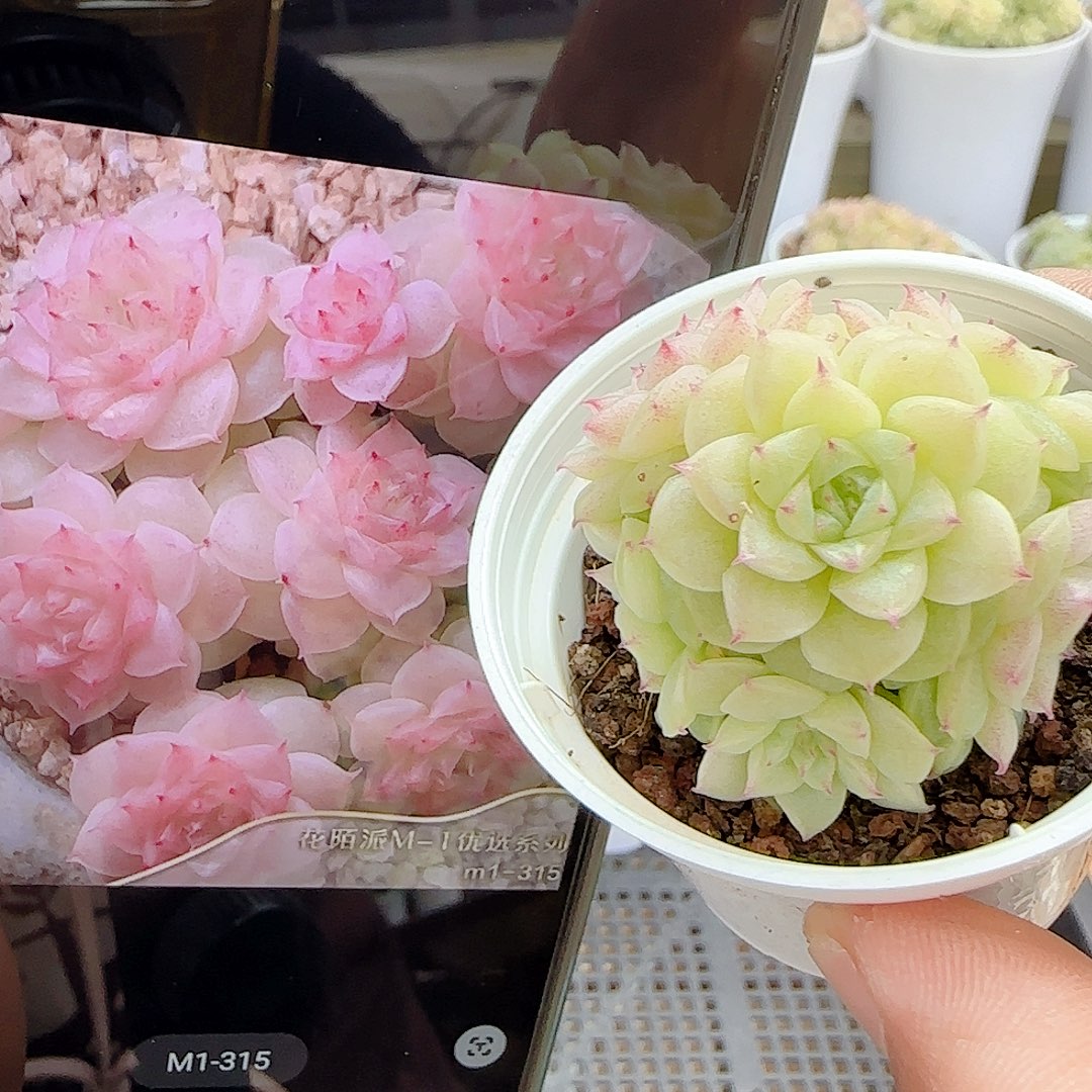 1108-113（m1-315）优选