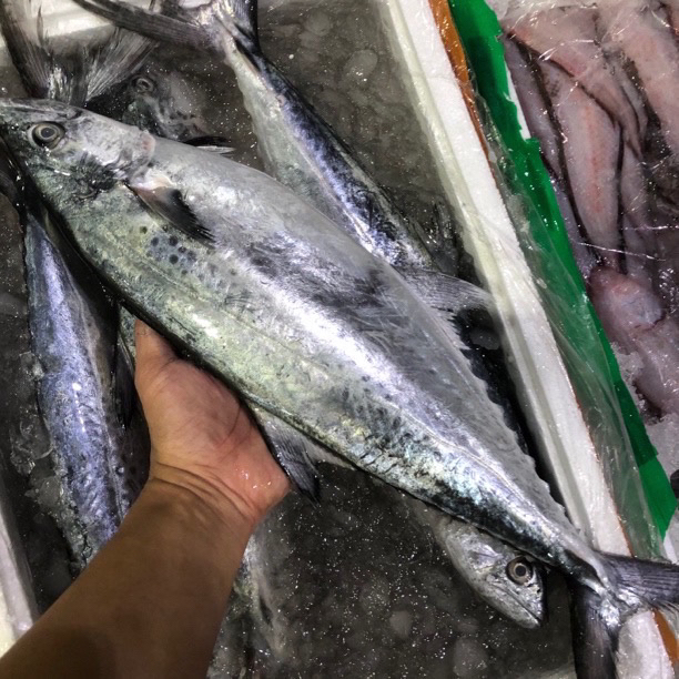 H广东汕尾本港野生蓝点白腹扁鲛马鲛