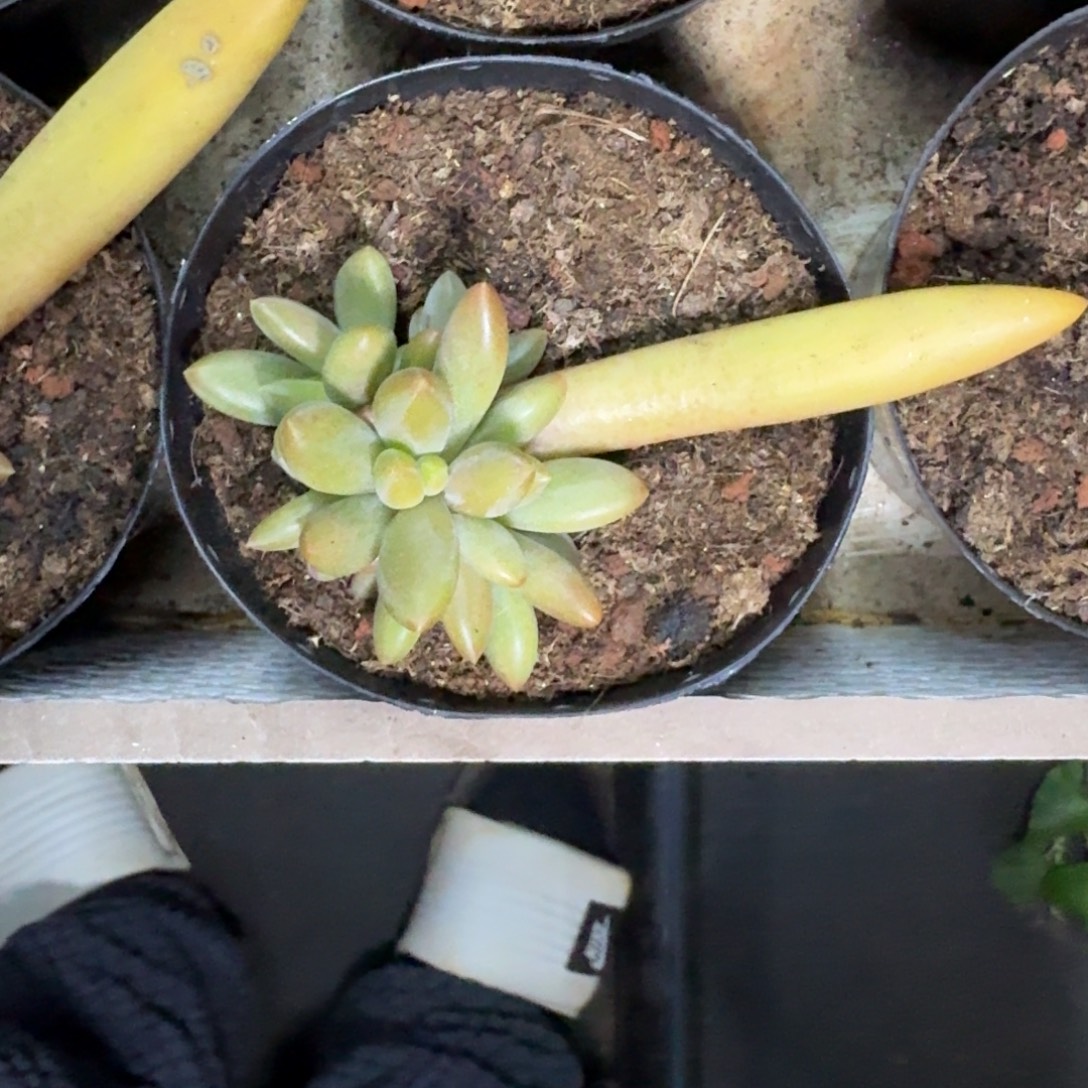 朵唯菲 血斑 叶插  一物一拍