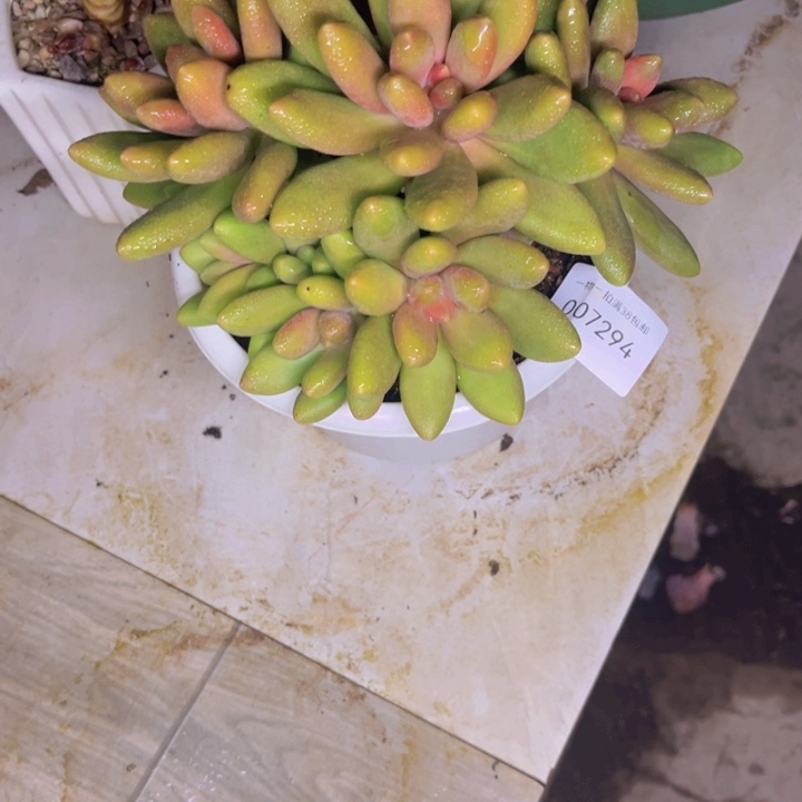 多肉一物一拍7294