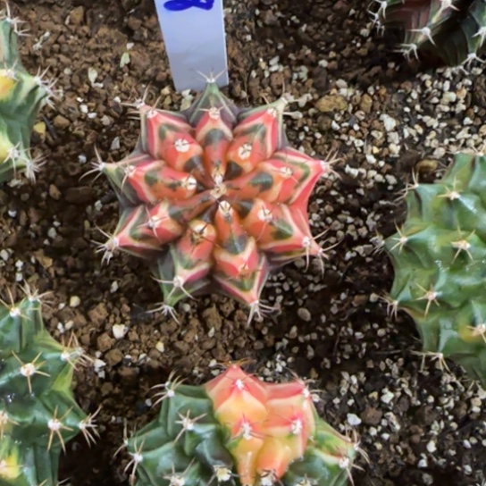 258-0122实生泰国发货多肉