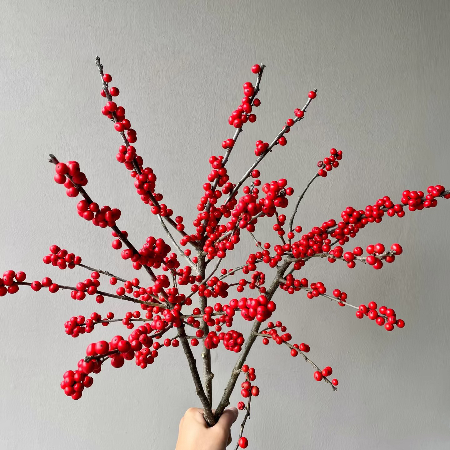 品牌北美冬青年宵花花期超长寓意吉祥如意云南基地直发瓶插花