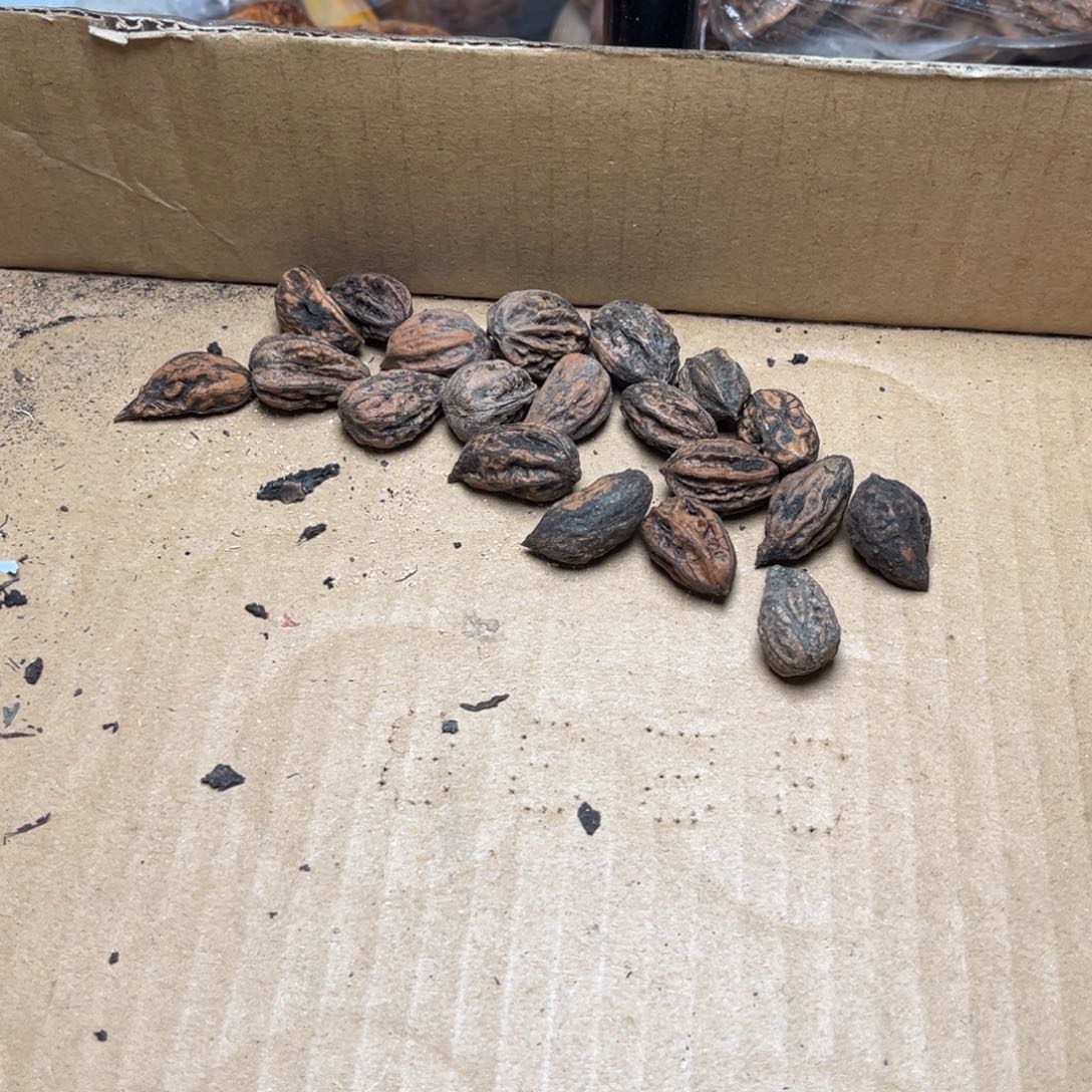 手串文玩核桃核桃62