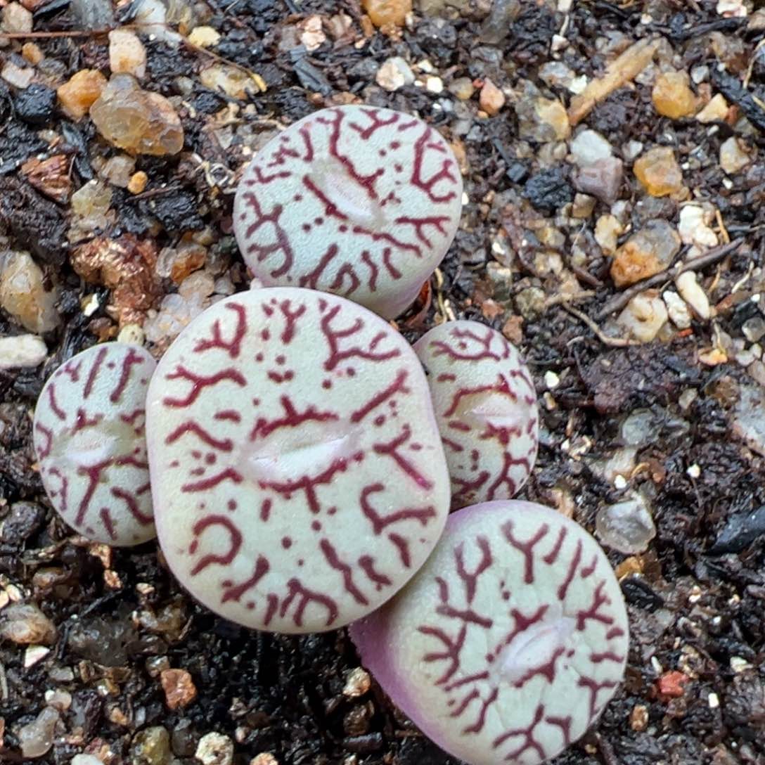 2.17好看的多肉975