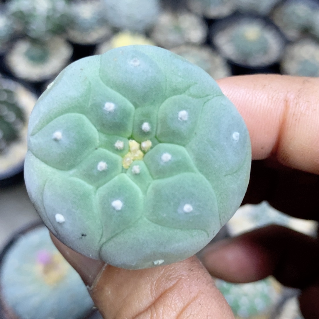 仙人球的世界里有