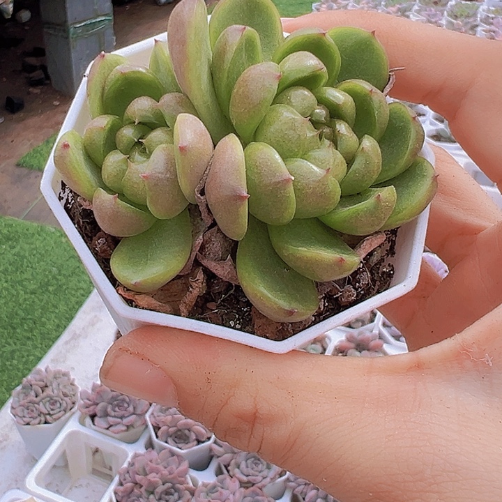 八角盆莱拉珍妮带盆19包邮