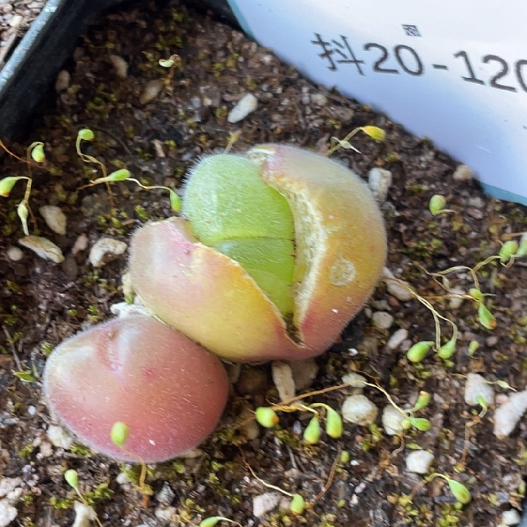 20-120毛翠滴多肉植物