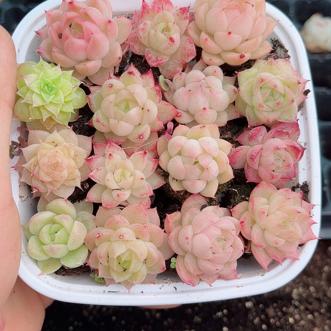 1-100 新疆西藏内蒙不发12.8包邮2-3公分多肉