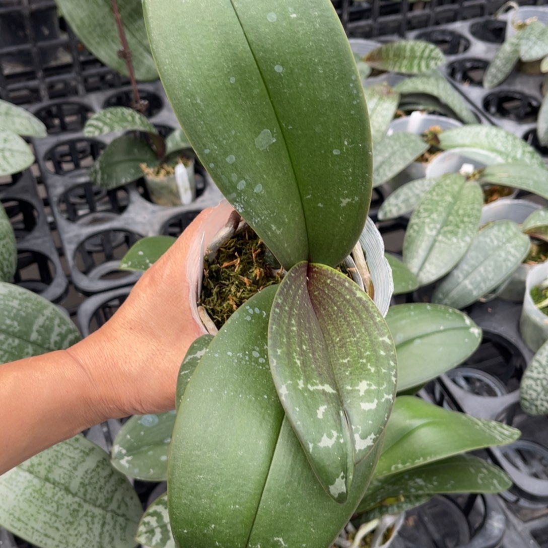 当前无花栽培后可以开花山採西交白史3.5大壮花剑苗