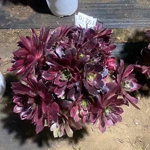 1761赤霞飞多肉微瑕疵处理