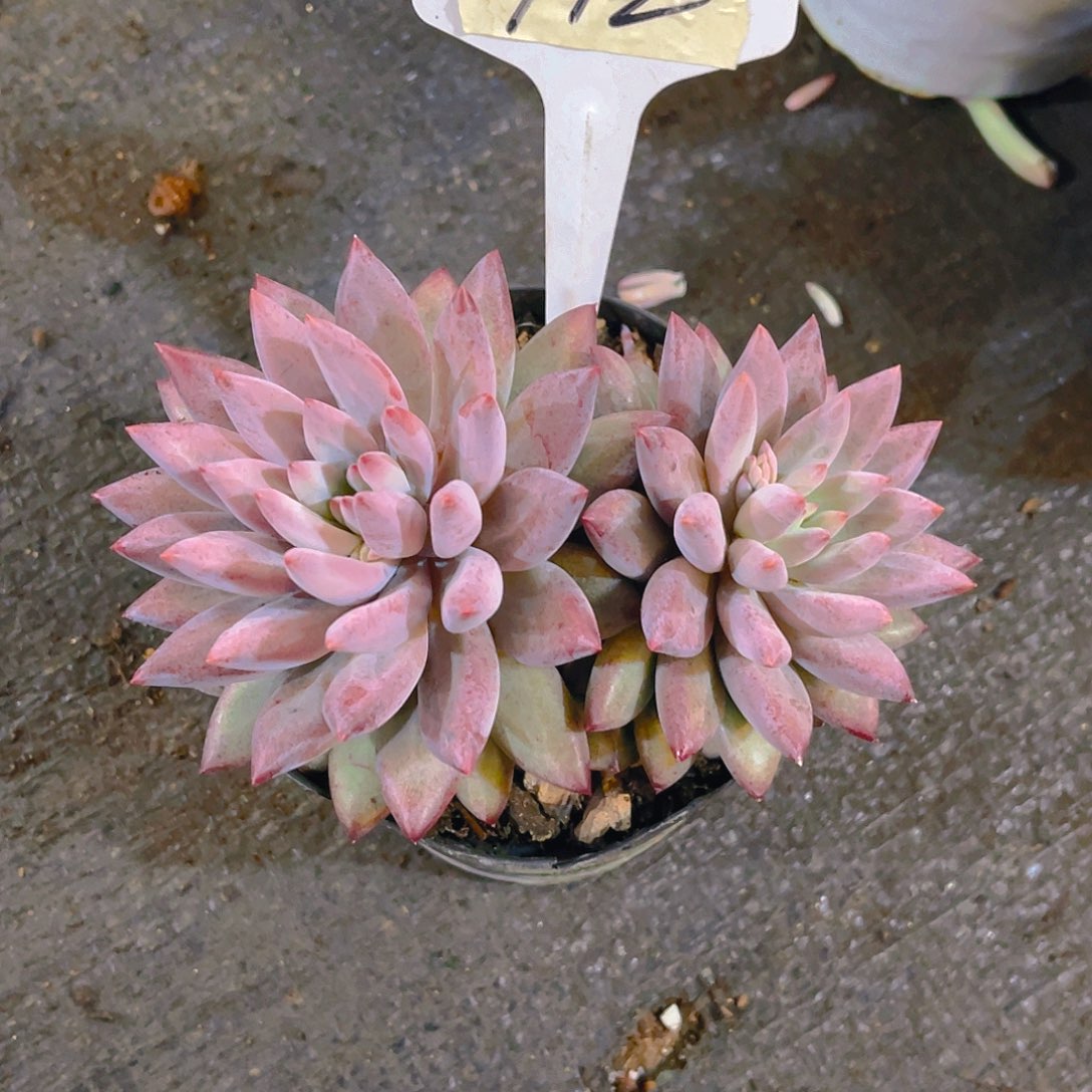 欧***欧羽毛纹虞美人00000000712