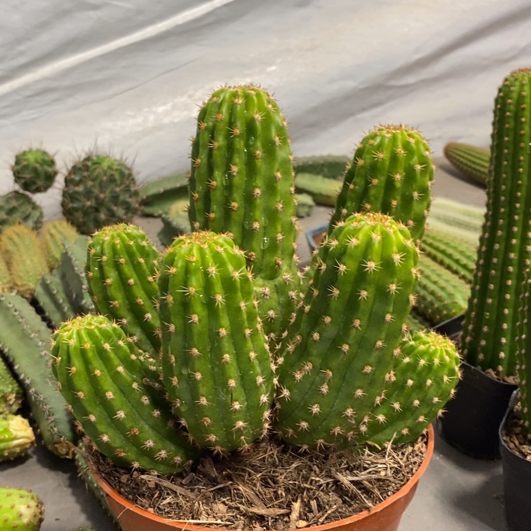 群生新品光阴毛花柱一物一拍130