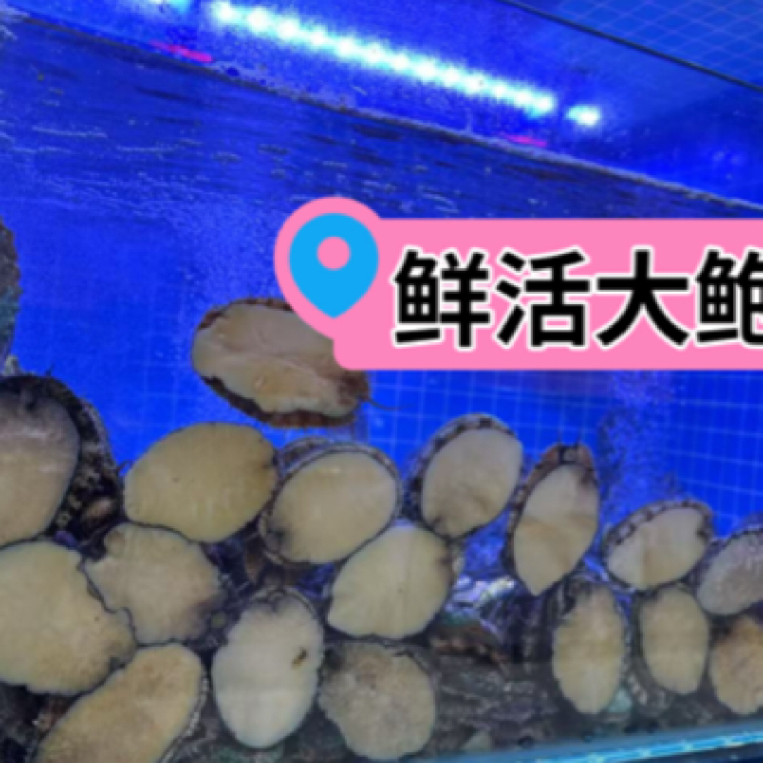 鲜活八头鲍鱼12只