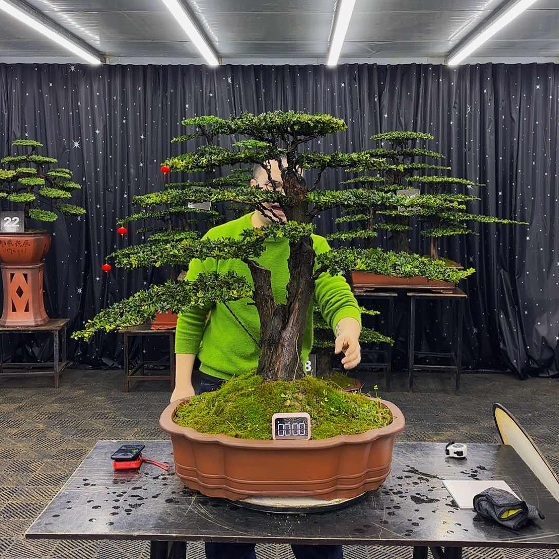 红芽罗汉松高端造型盆景