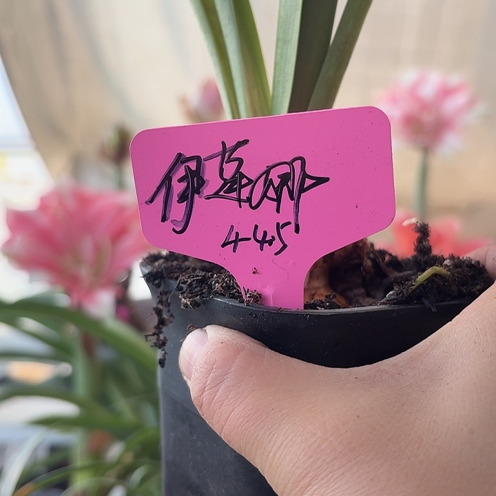 无花朵伊莲娜朱顶红直径4-4.5