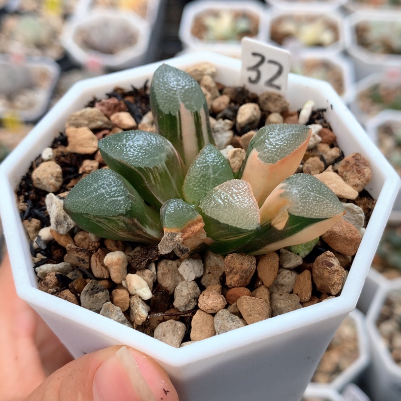 【闪购商品】32网文克