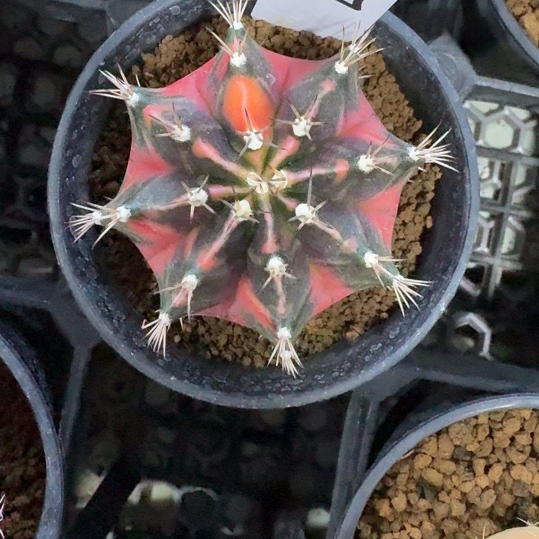 L105-1202广东发货 消防员