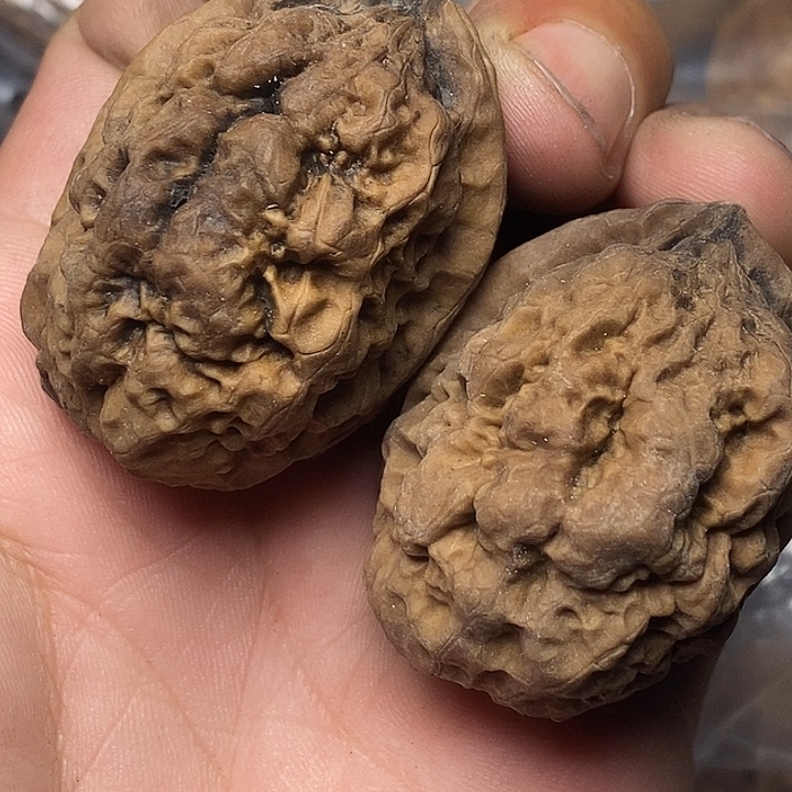 文玩核桃把件云南志成铁核桃94