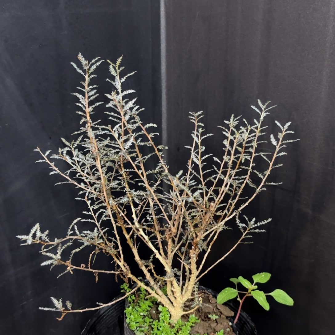 顺**顺索科特拉银叶