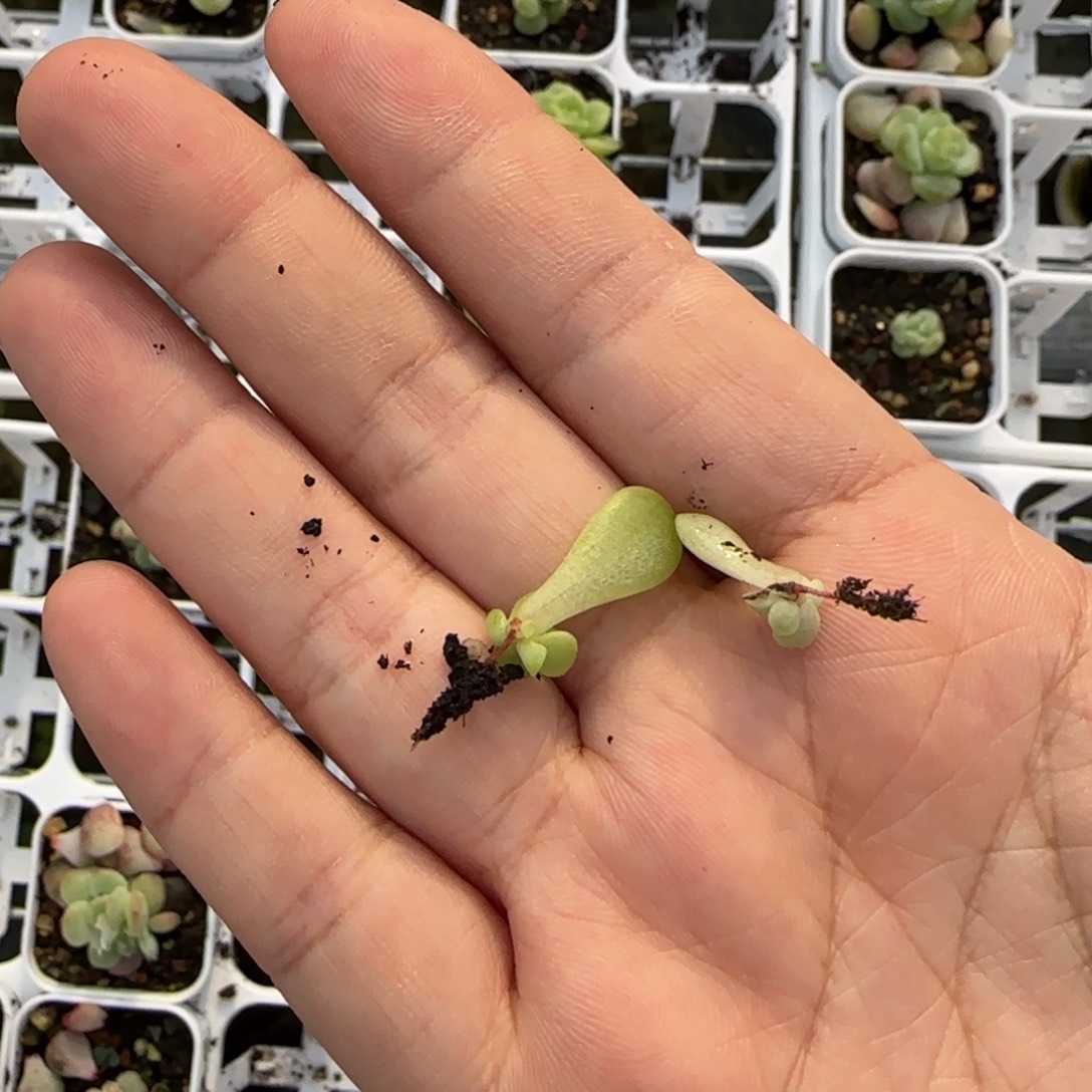 玉落芝麻一个满25包邮