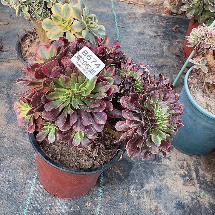 674美杜莎缀化多肉法师多肉