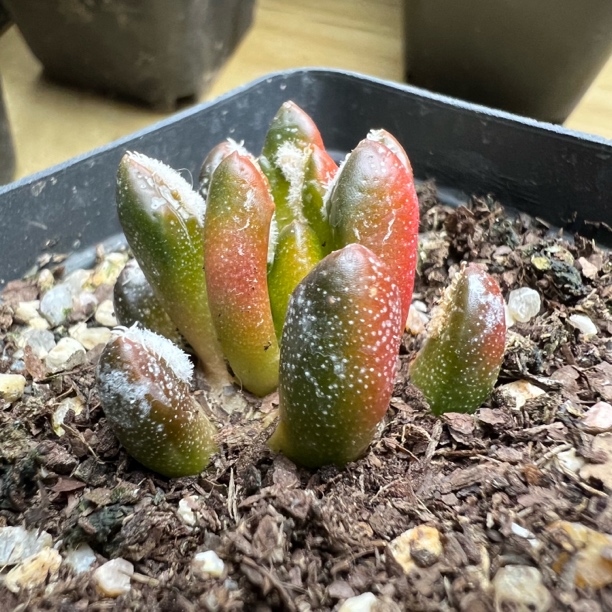 黑牡丹锦自根仙人球块根多肉植物绿植盆栽花卉龙舌兰卧牛