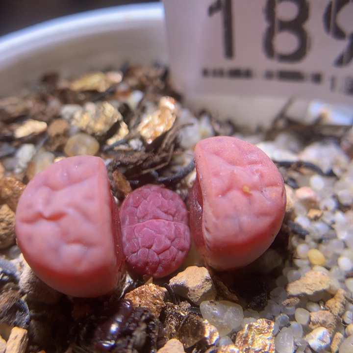 精品生石花225.189