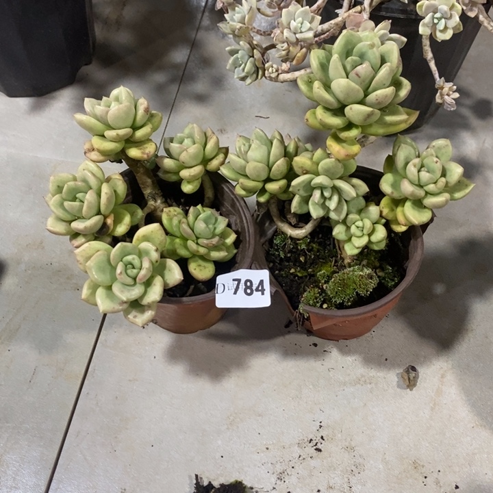 云***6784鳄梨多肉植物2