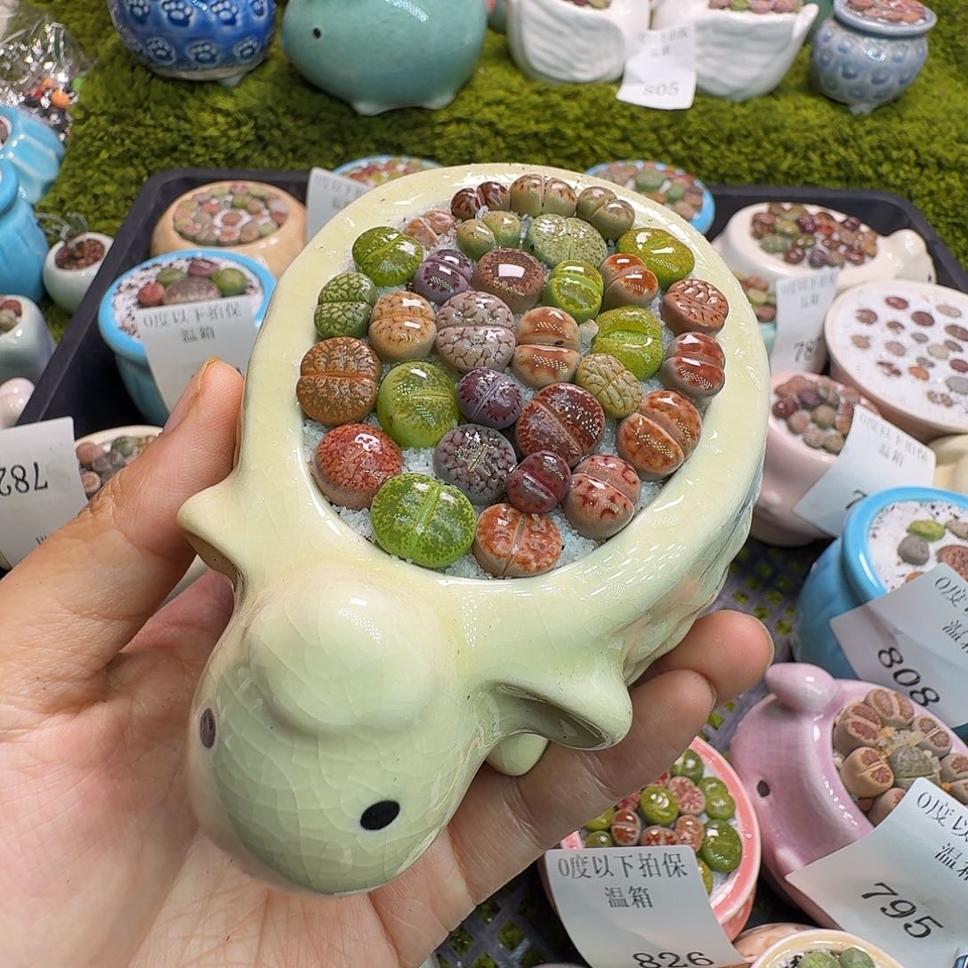 小***念多肉植物福利冲827