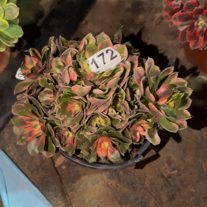 172香妃多肉植物不售后