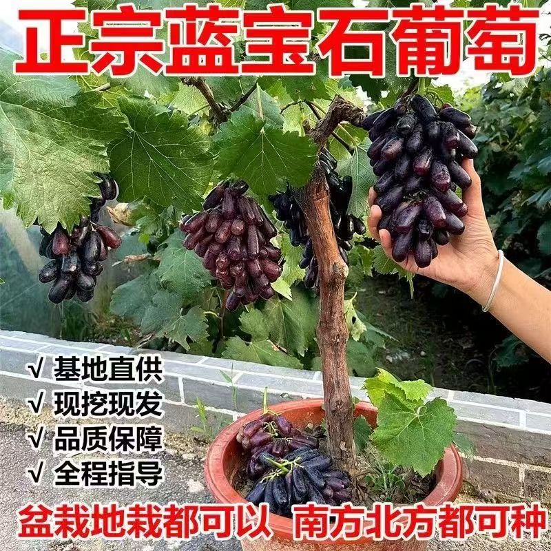 正宗蓝宝石葡萄苗葡萄树苗果树苗盆栽地栽当年结果南北方种植