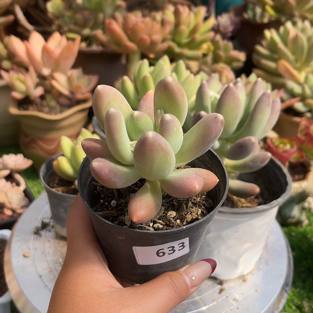 紫烟萝。   633。  111111111111