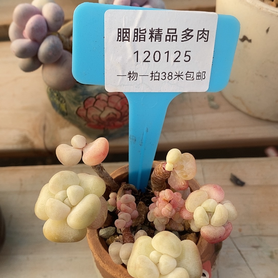 120125个奎咯姐姐姐姐姐姐咯