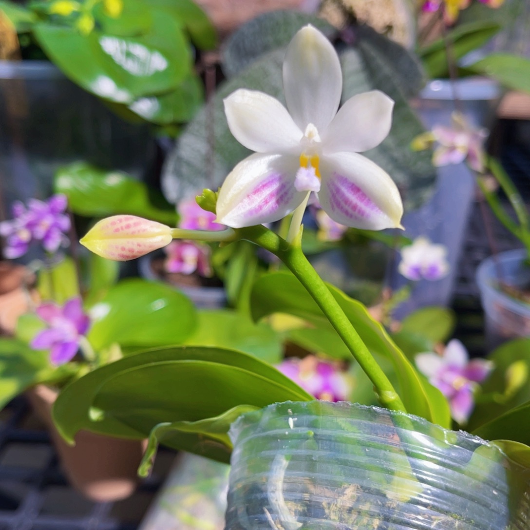 完全开放蝴蝶兰原生