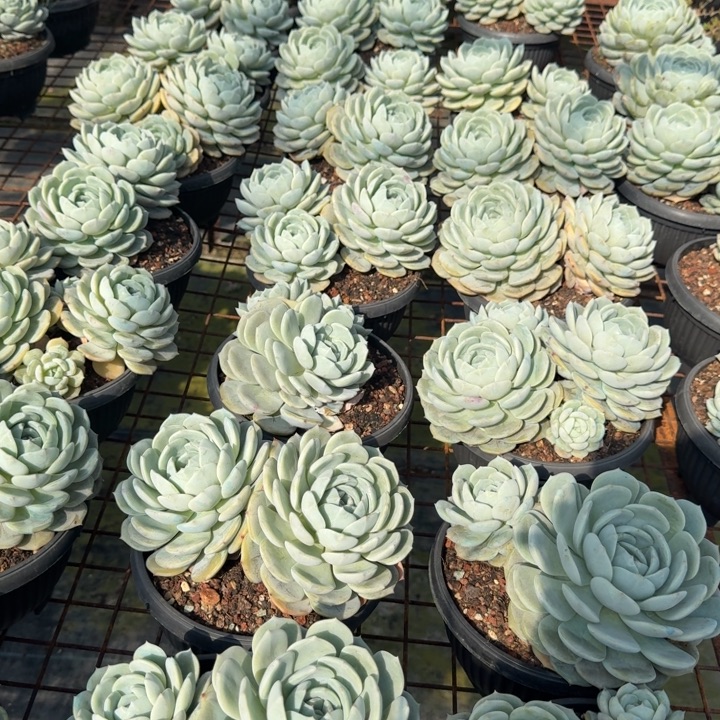 老林3头多肉植物绿植