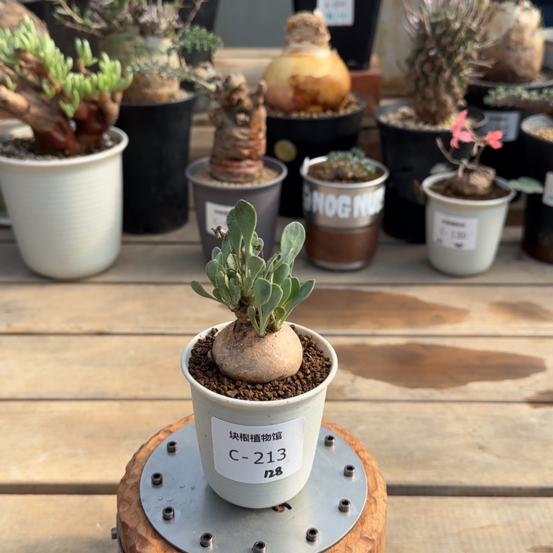 213开普敦不带盆发货