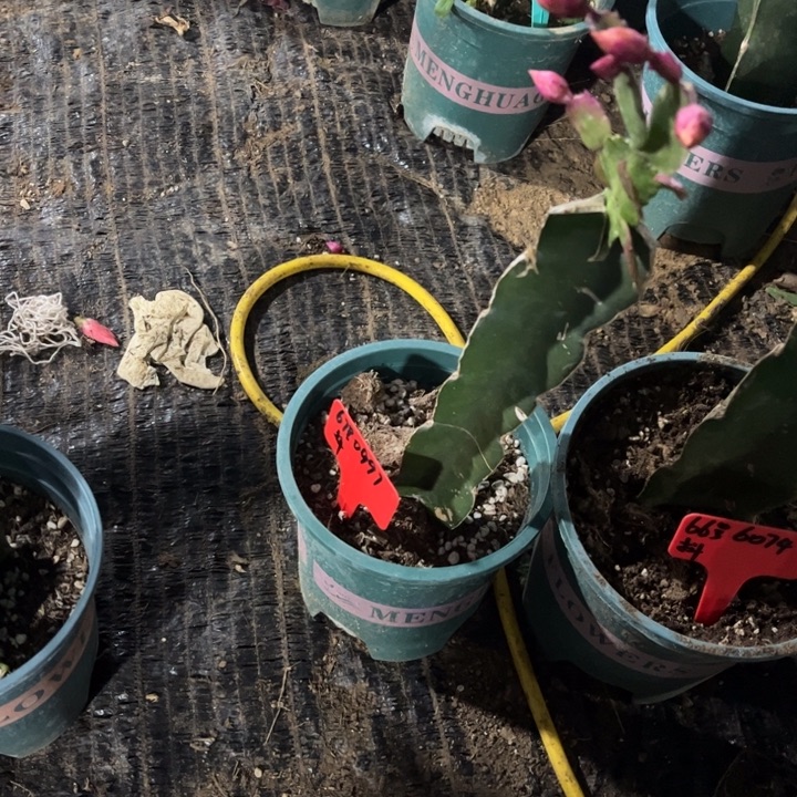 碧***天67号随单桩子一颗