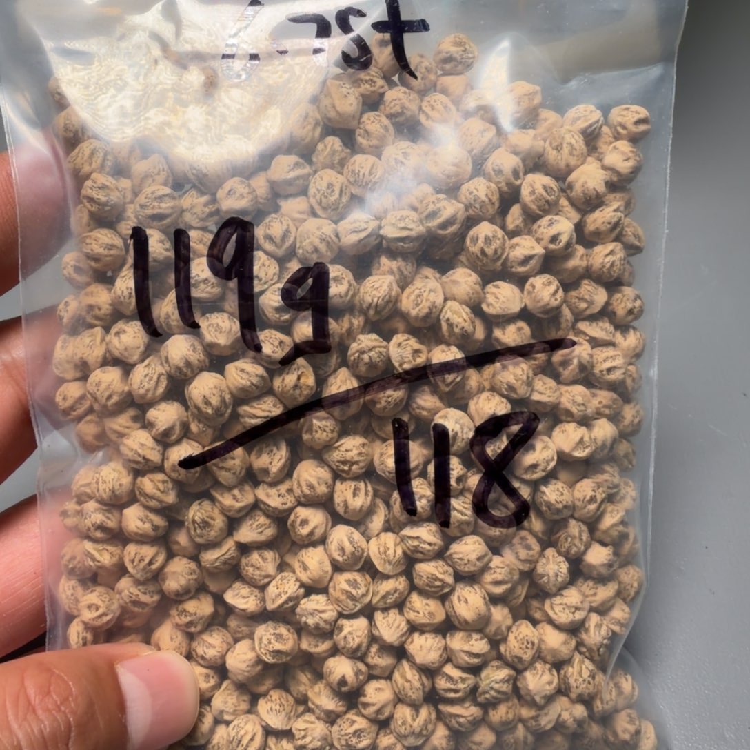 吊坠柏香籽/百香籽乔***班