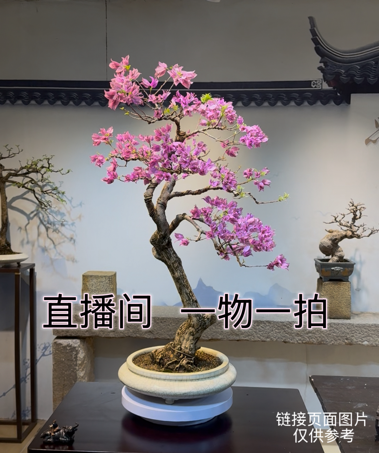 2号链接三角梅一物一拍（以直播间实物为准）