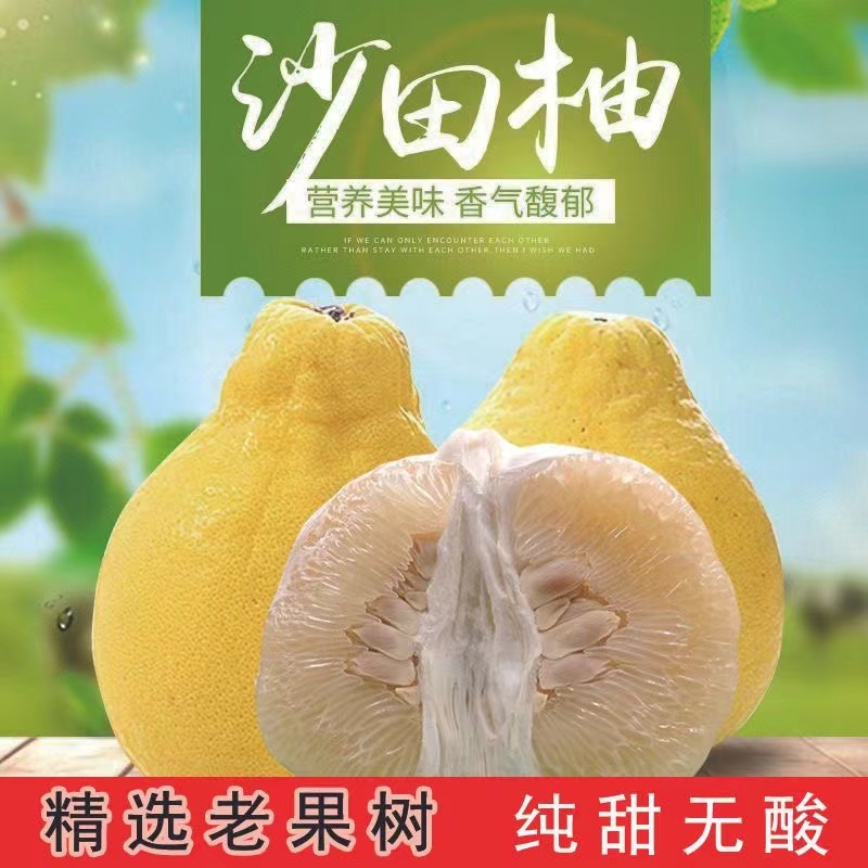 梅州沙田柚梅县沙田柚梅州金柚子包邮